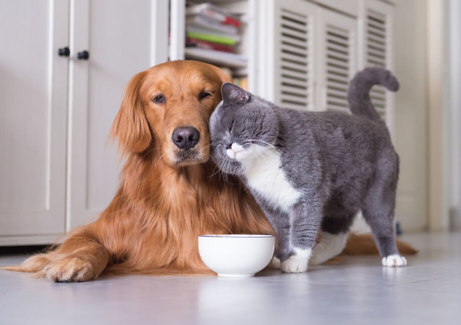 Dog and cat in a pet-friendly home
