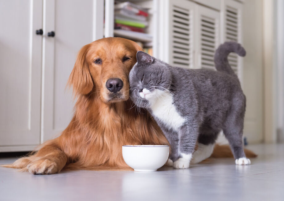 Dog and cat in a pet-friendly home
