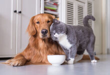 Dog and cat in a pet-friendly home