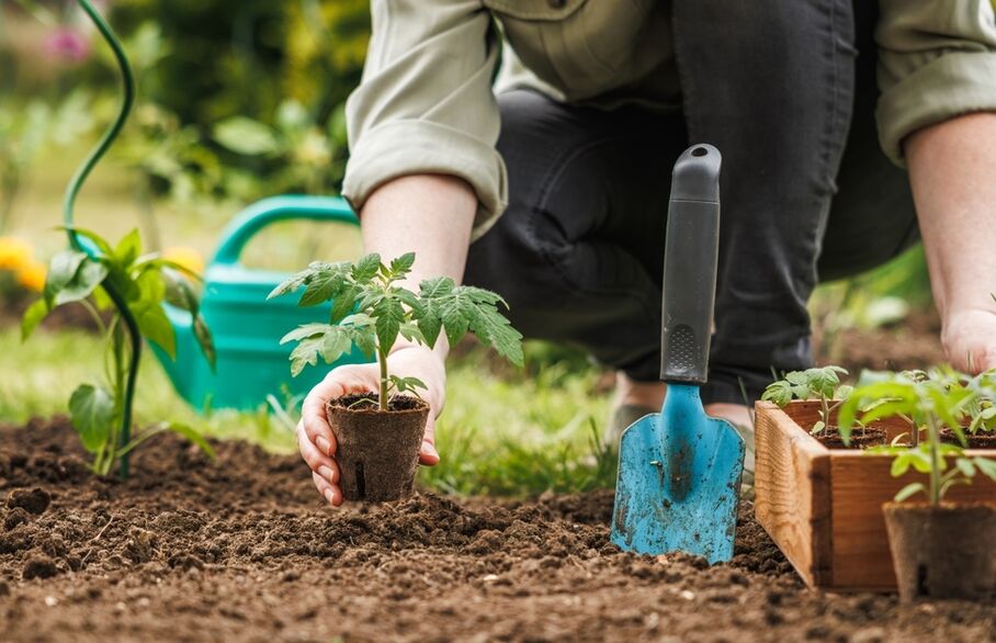 Someone planting in a garden
