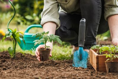 Someone planting in a garden