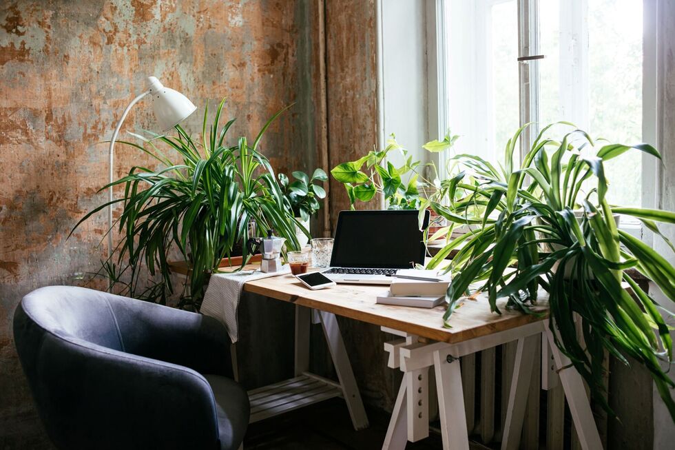 Desk surrounded by plants