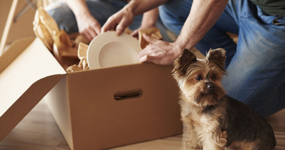 Couple unpacking box with dog in foreground
