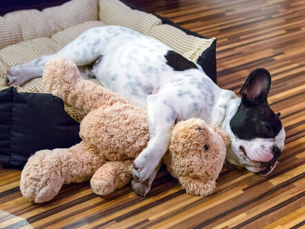 Dog sleeping with a teddy bear